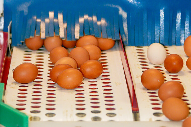 Les Roussettes - Oeufs Bio Frais - Savoie