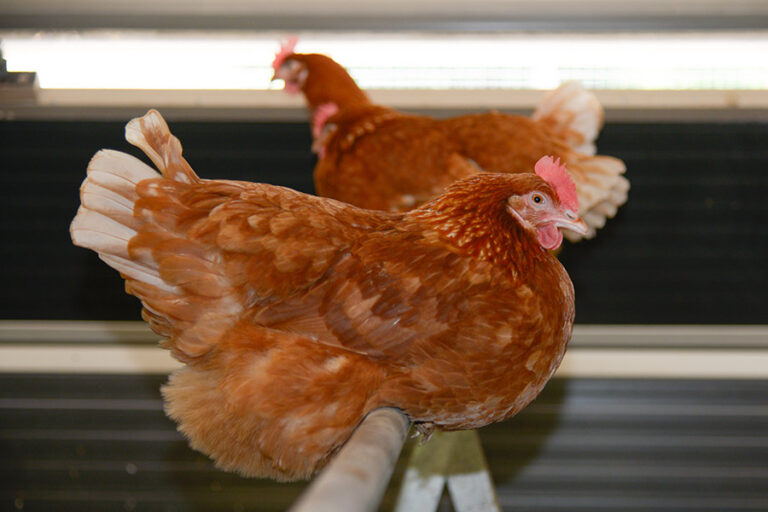 Les Roussettes - Oeufs Bio Frais - Savoie