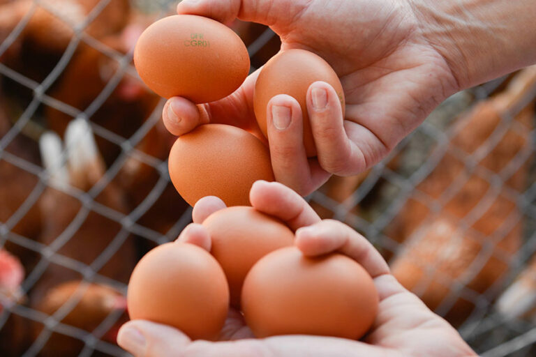 Les Roussettes - Oeufs Bio Frais - Savoie