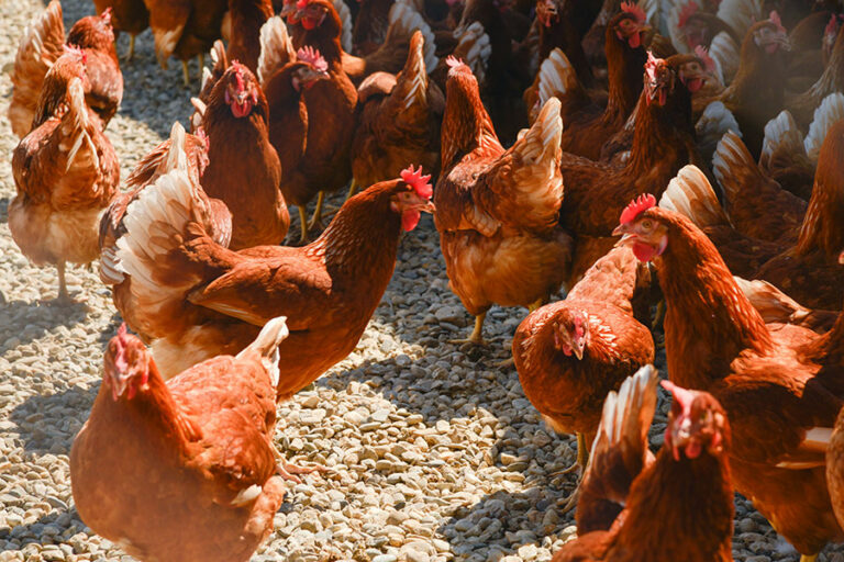 Les Roussettes - Oeufs Bio Frais - Savoie