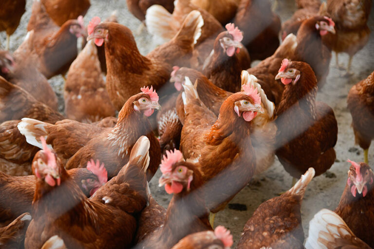 Les Roussettes - Oeufs Bio Frais - Savoie