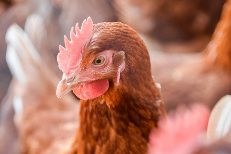 Les Roussettes - Oeufs Bio Frais - Savoie